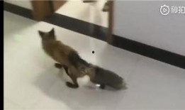 一只狐狸爆料视频,视频背后的惊人真相